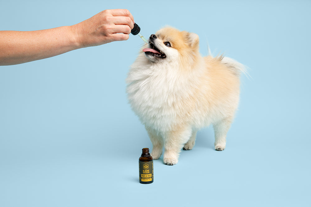 CBD FOR PETS: WHAT TO KNOW