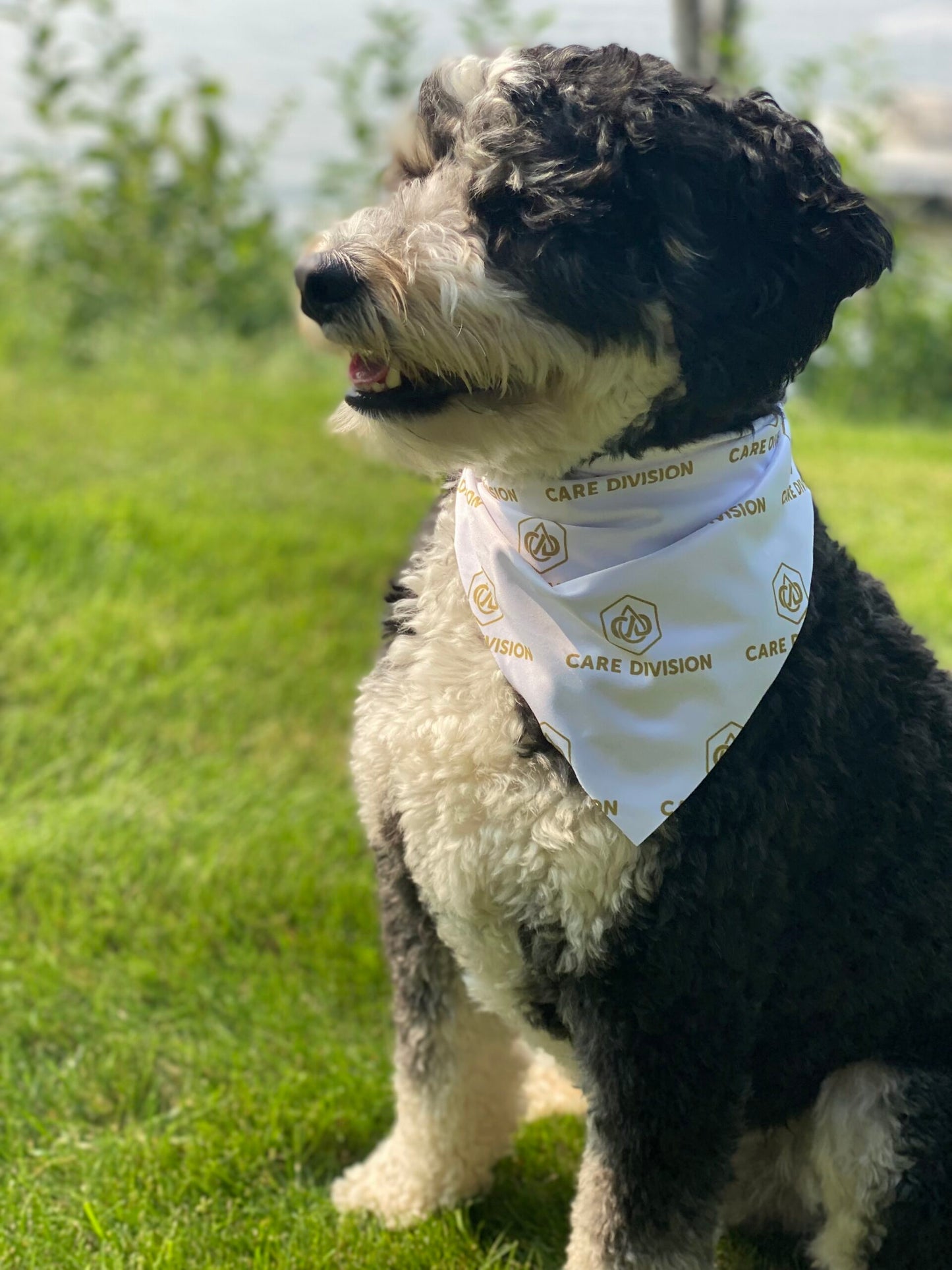 Dog Bandana